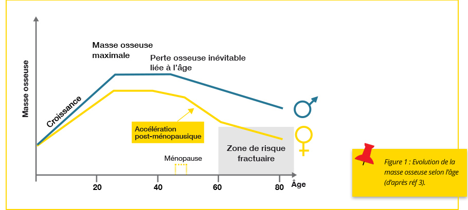 Figure 1 : Evolution de la masse osseuse selon l'âge (d'aporès réf 3).