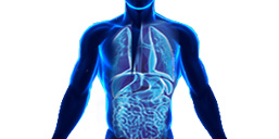 Un déséquilibre du microbiote impliqué dans le développement des maladies métaboliques